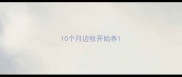 10个月边牧开始养