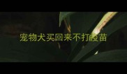 宠物犬买回来不打疫苗