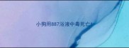 小狗用887浴液中毒死亡