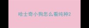哈士奇小狗怎么看纯种