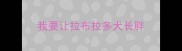 我要让拉布拉多犬长胖