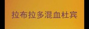 拉布拉多混血杜宾