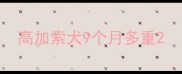 高加索犬9个月多重