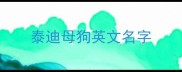 泰迪母狗英文名字