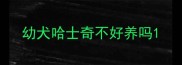 幼犬哈士奇不好养吗