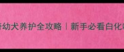 4个月纯白哈士奇幼犬养护全攻略新手必看白化哈士奇成长指南