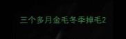 三个多月金毛冬季掉毛