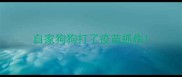 自家狗狗打了疫苗抓伤