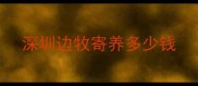 深圳边牧寄养多少钱