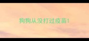 狗狗从没打过疫苗