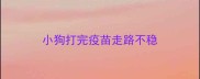 小狗打完疫苗走路不稳