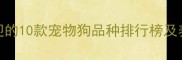 最受欢迎的10款宠物狗品种排行榜及养护指南