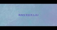 狗狗生完后怎么办