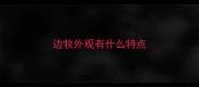 边牧外观有什么特点