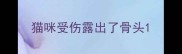 猫咪受伤露出了骨头