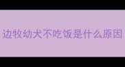 边牧幼犬不吃饭是什么原因