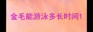 金毛能游泳多长时间