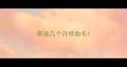 泰迪几个月修胎毛