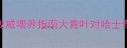 哈士奇能吃大青叶吗权威喂养指南大青叶对哈士奇的利弊与正确喂食方法