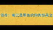 全网求领养嘴巴是黑色的狗狗惊呆全网
