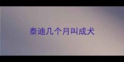 泰迪几个月叫成犬