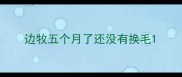 边牧五个月了还没有换毛