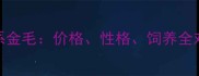美系金毛vs英系金毛价格性格饲养全对比选购指南