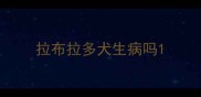 拉布拉多犬生病吗