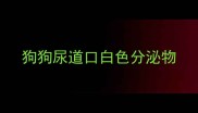 狗狗尿道口白色分泌物