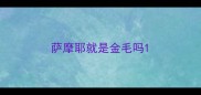 萨摩耶就是金毛吗