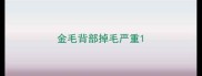 金毛背部掉毛严重