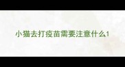 小猫去打疫苗需要注意什么