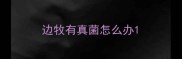 边牧有真菌怎么办