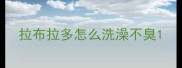 拉布拉多怎么洗澡不臭
