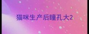 猫咪生产后瞳孔大