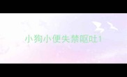 小狗小便失禁呕吐
