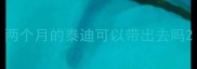 两个月的泰迪可以带出去吗