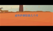 成年萨摩耶是几个月