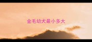 金毛幼犬最小多大