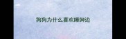 狗狗为什么喜欢睡脚边