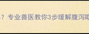 拉布拉多肠胃不好怎么办专业兽医教你3步缓解腹泻呕吐附饮食调整全攻略