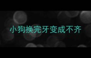 小狗换完牙变成不齐