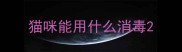 猫咪能用什么消毒
