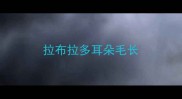 拉布拉多耳朵毛长