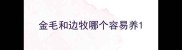 金毛和边牧哪个容易养