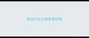 泰迪与什么狗串最好看