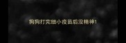 狗狗打完细小疫苗后没精神