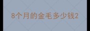 8个月的金毛多少钱
