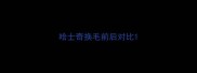 哈士奇换毛前后对比