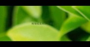 辉瑞疫苗和英特威疫苗